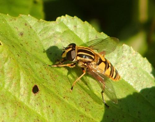 Réf. 214 535 : Helophilus pendulus
